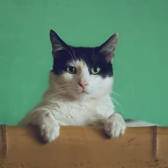 cattest
