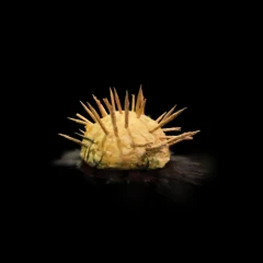 Handmade sea urchin paper craft
