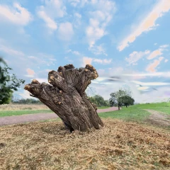 Willen stump