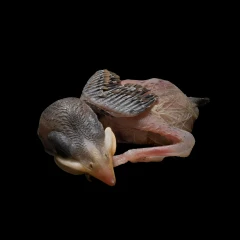 Nestling