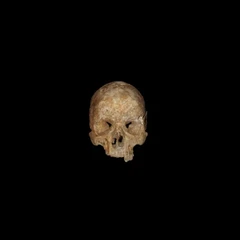 Anatomical Human Skull