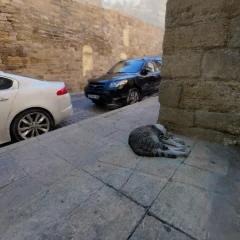 Baki cat