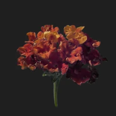 Lantana Flower