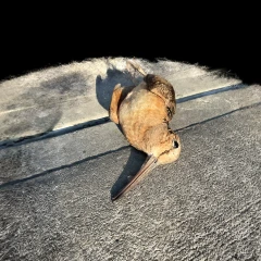 American Woodcock Window Strike