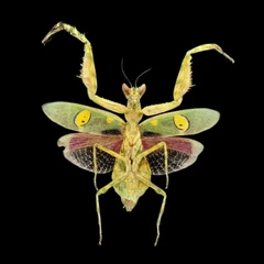 Creobroter Gemmatus
