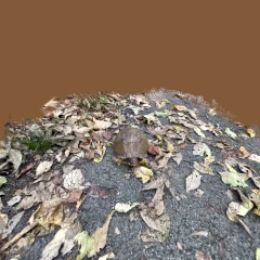 Box Turtle