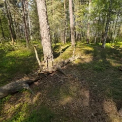 Kronoparken Uppsala