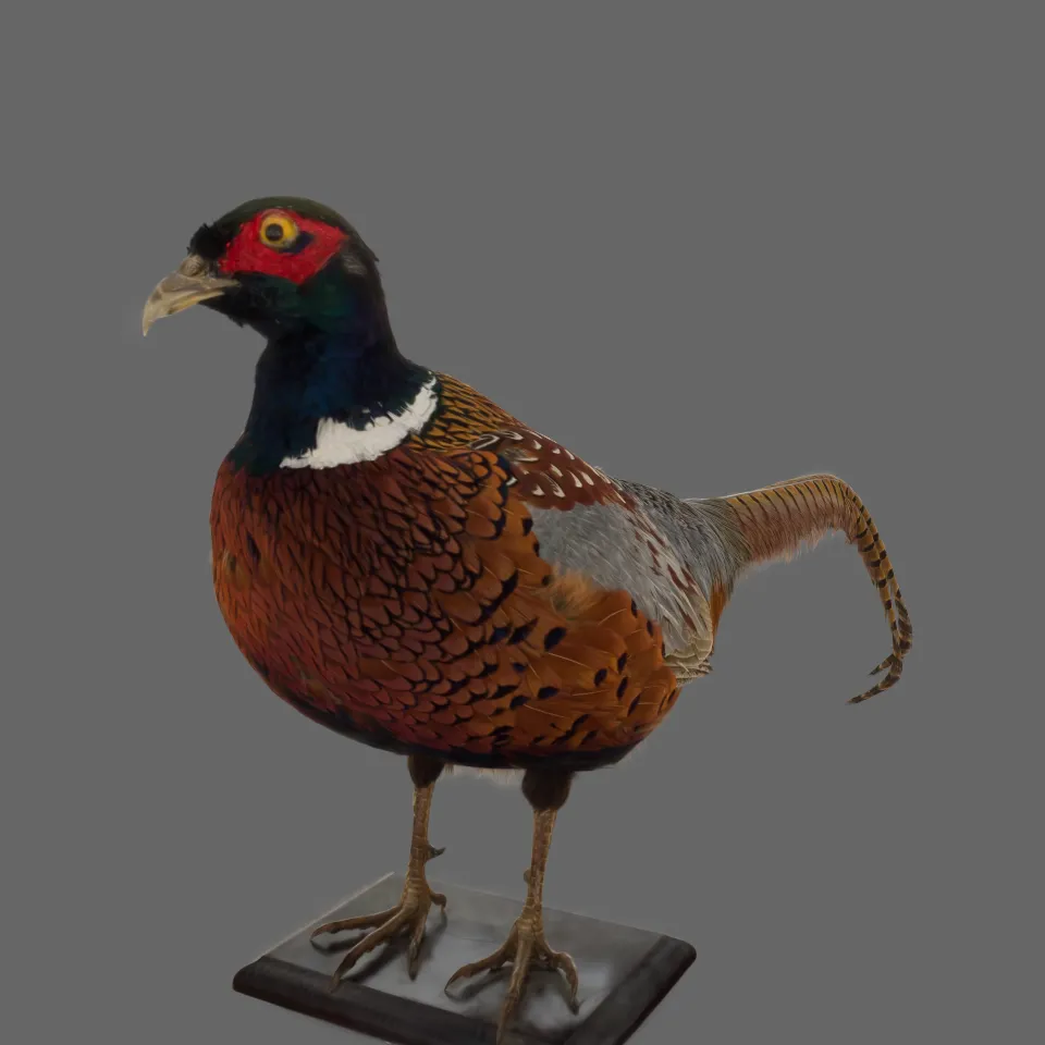 Pheasant