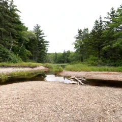 Nova Scotia Coastal Forest