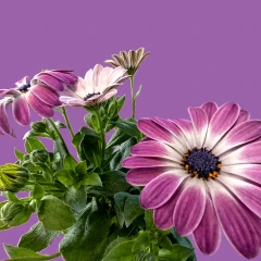 Purple Cape Daisy