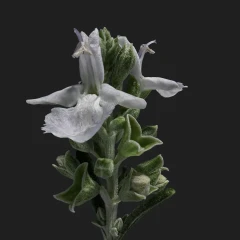 Rosmary Flower