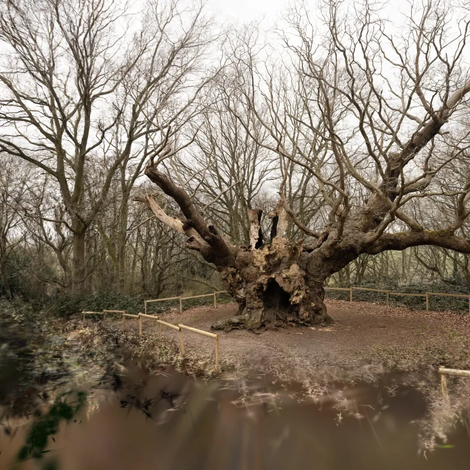 Essex's oldest Tree
