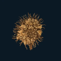 Macroscan - London plane tree seed ball