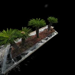 Cycas