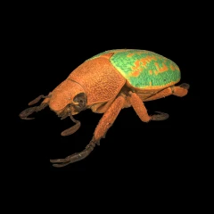 Chrysina victorina