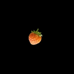 Strawberry (2026-06-18)