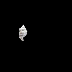 Sea Shell