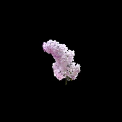 Lilac V2