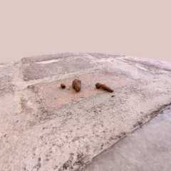 Dog poop