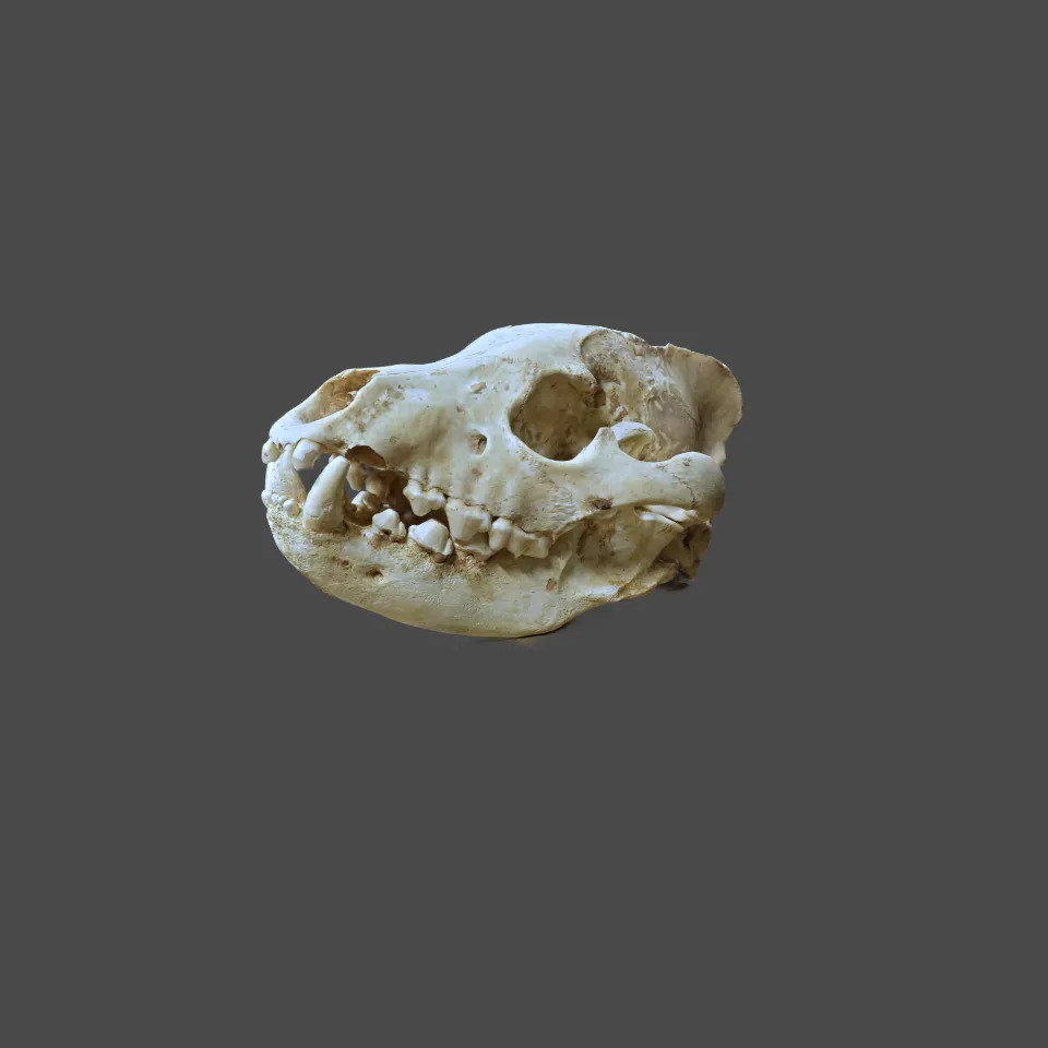 Fossil Striped Hyena