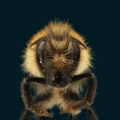 Macroscan - Brown-banded carder bumblebee (Bombus humilis)