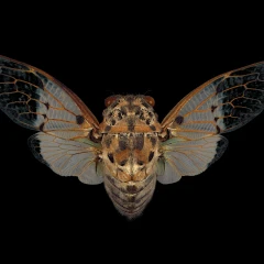 Ghost Cicada - Ayuthia spectabile