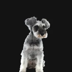 This is Mosh, a Miniature Schnauzer.