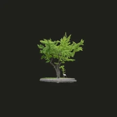 The War-Damaged Ginkgo - 1