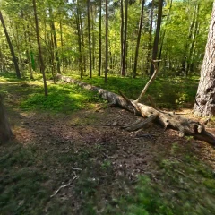 Kronoparken Uppsala log