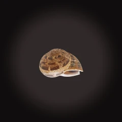 Snail shell
