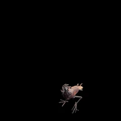 rustychicken