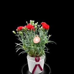 A Carnation flower for Mother's Day