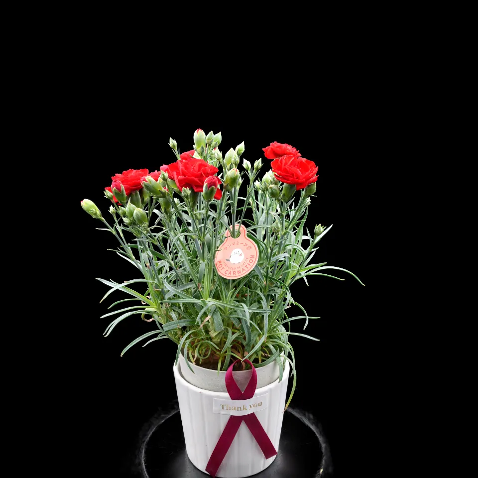 A Carnation flower for Mother's Day