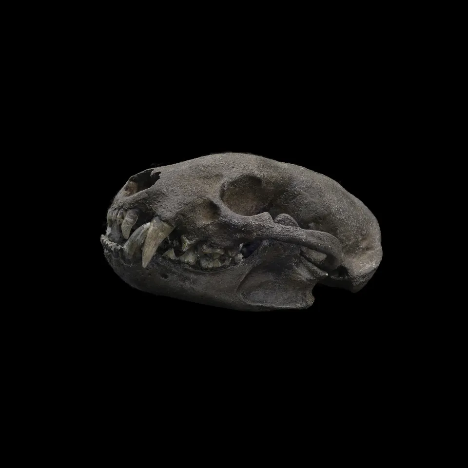 Fossil American Badger - High Quality