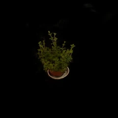薄荷x5