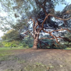 tree_360_8-1