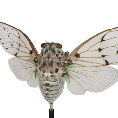 Ghost Cicada