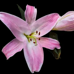 Lilly_Studio_Light_V2