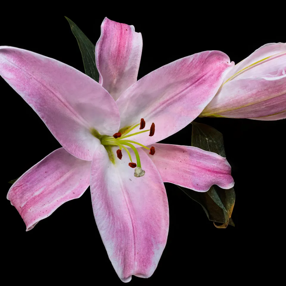 Lilly_Studio_Light_V2