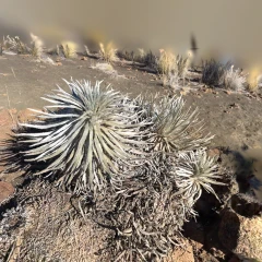 Mauna Kea Silversword - Mauna Kea, HI