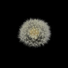 Gaussian splatting samples-Dandelion fluff