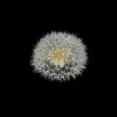 Gaussian splatting samples-Dandelion fluff