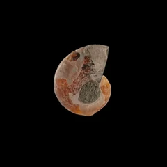 Ammonite vue coupe