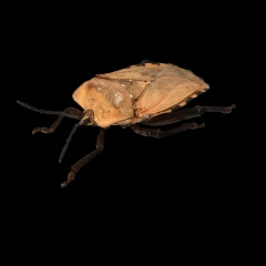 Pycanum ponderosum