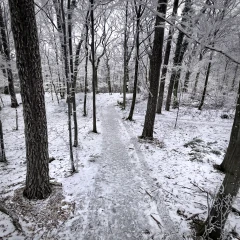 Winter Forest