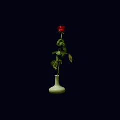Pretty rose