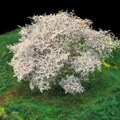 Cherry Blossom
