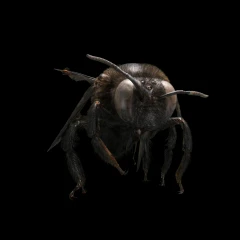 Carpenter Bee