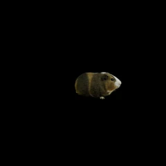 Guinea Pig