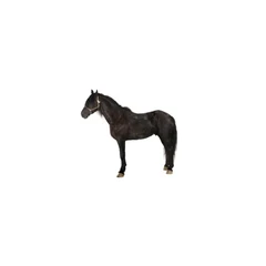 Black Horse
